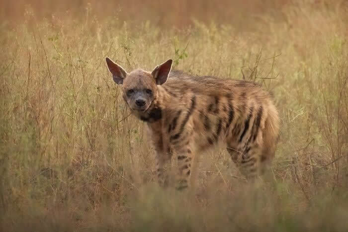 Incredible Wildlife Photography by Vladimir Cech