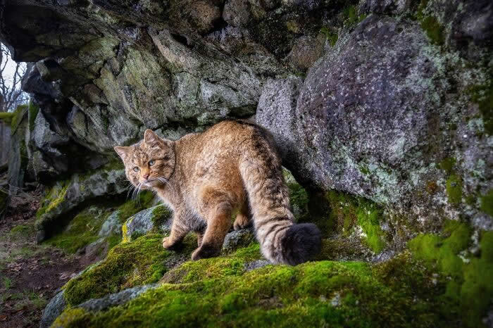 Incredible Wildlife Photography by Vladimir Cech