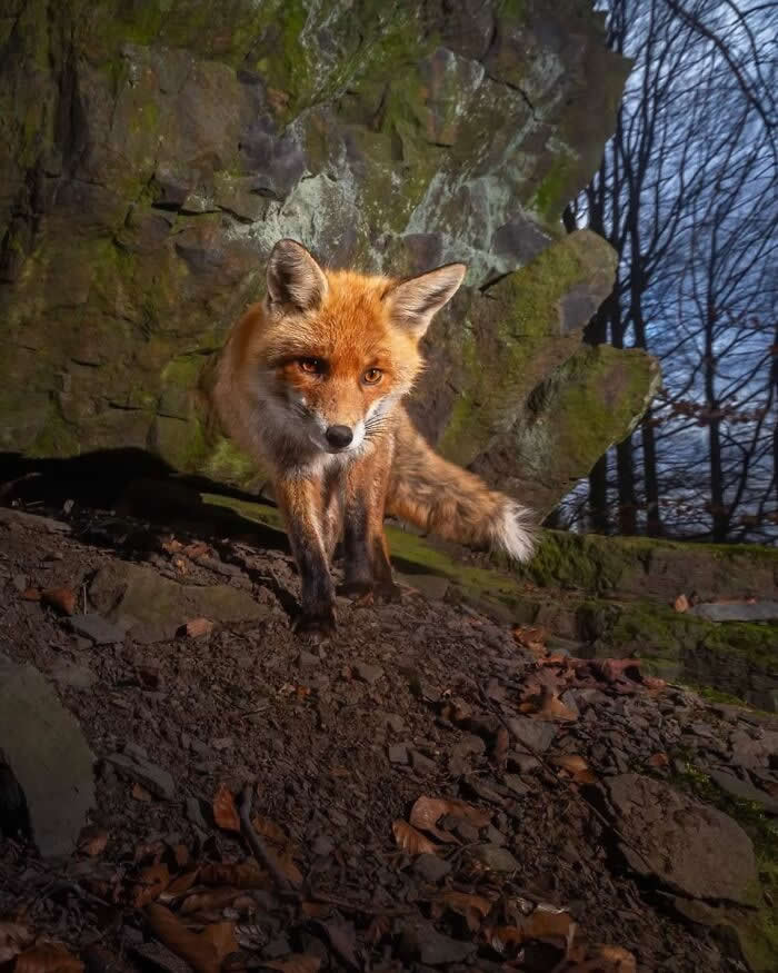 Incredible Wildlife Photography by Vladimir Cech