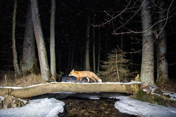 Incredible Wildlife Photography by Vladimir Cech