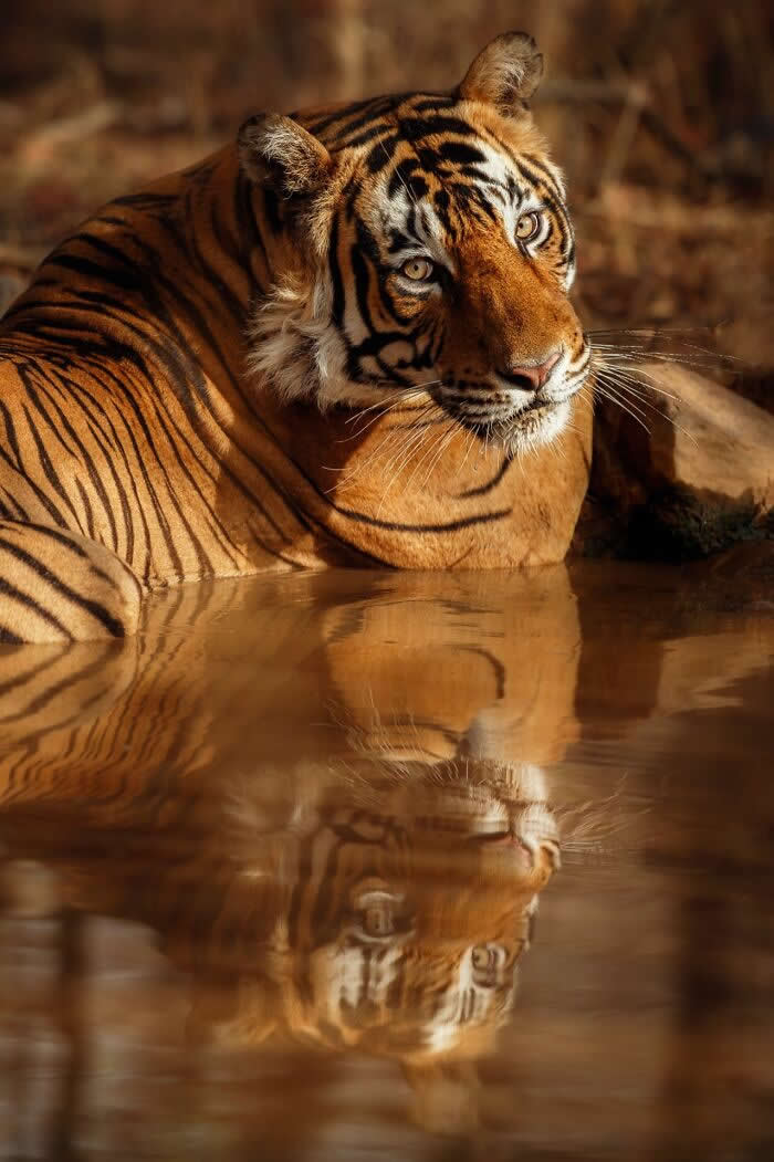 Incredible Wildlife Photography by Vladimir Cech