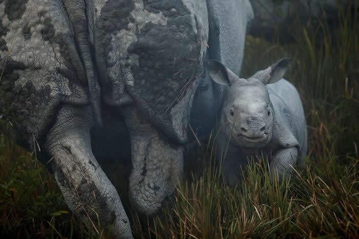 Incredible Wildlife Photography by Vladimir Cech