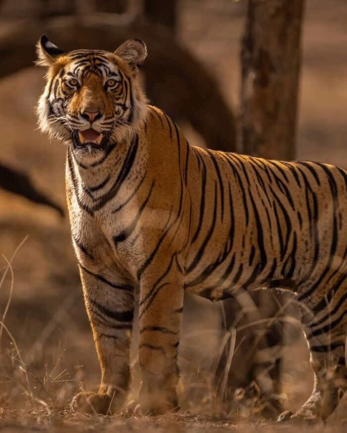 Incredible Wildlife Photography by Vladimir Cech