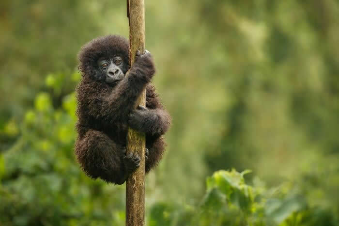 Incredible Wildlife Photography by Vladimir Cech