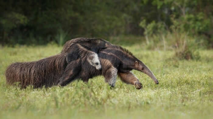 Incredible Wildlife Photography by Vladimir Cech