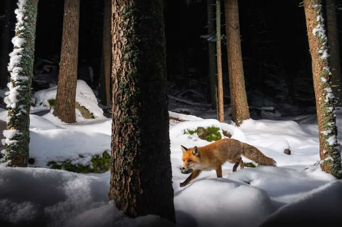 Incredible Wildlife Photography by Vladimir Cech