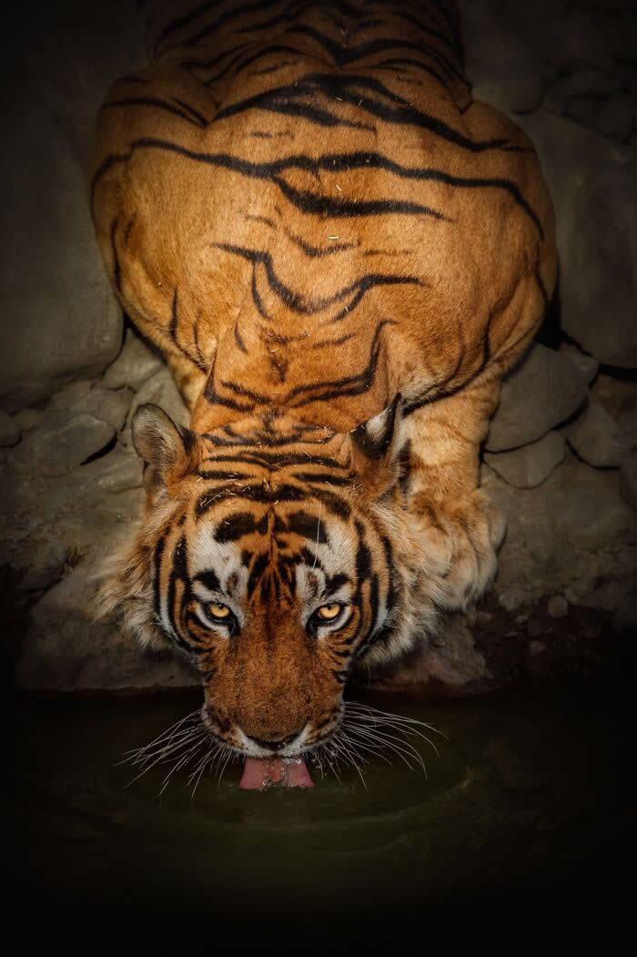 Incredible Wildlife Photography by Vladimir Cech