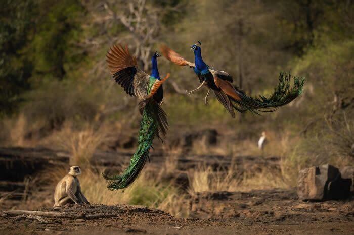 Incredible Wildlife Photography by Vladimir Cech