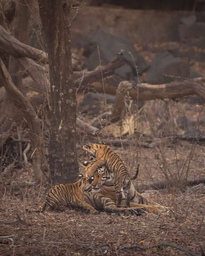 Incredible Wildlife Photography by Vladimir Cech