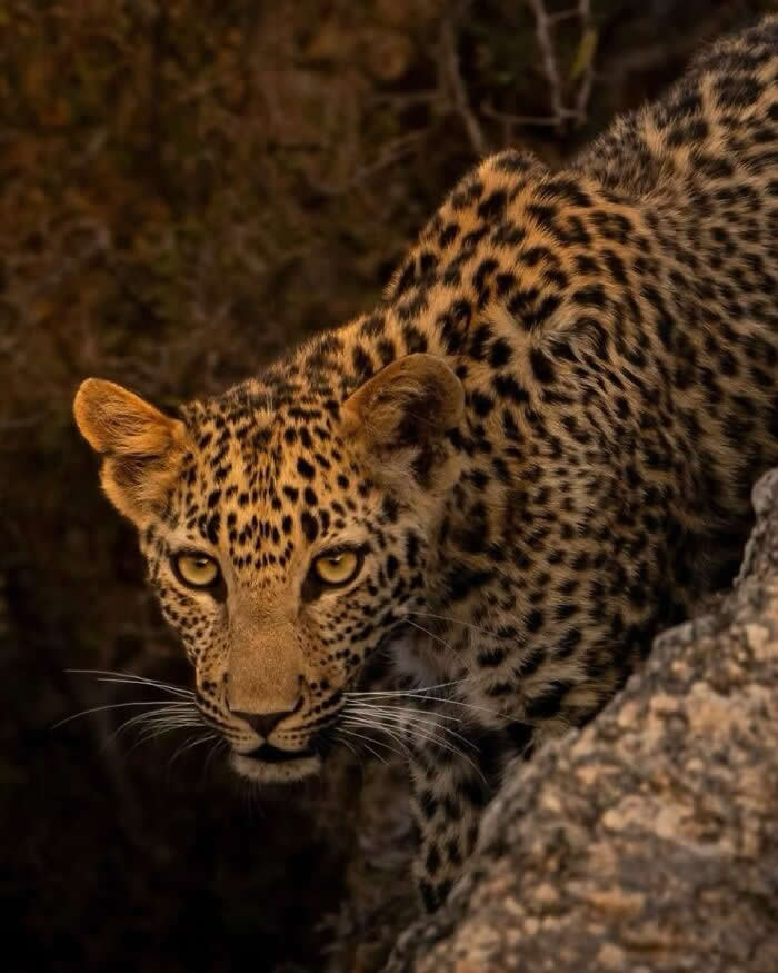 Incredible Wildlife Photography by Vladimir Cech