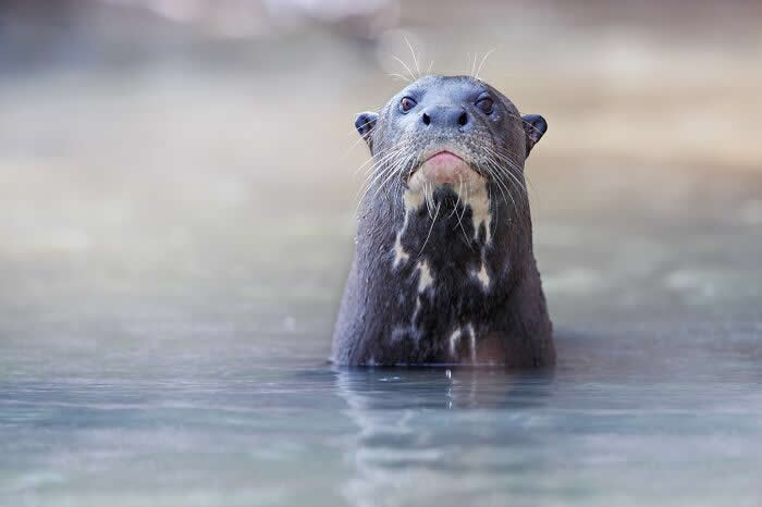 Incredible Wildlife Photography by Vladimir Cech