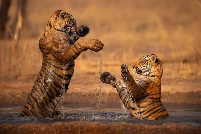 Incredible Wildlife Photography by Vladimir Cech