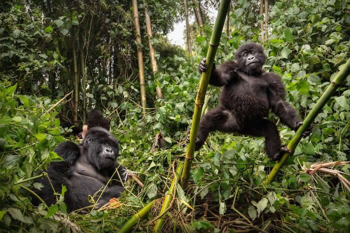 Incredible Wildlife Photography by Vladimir Cech