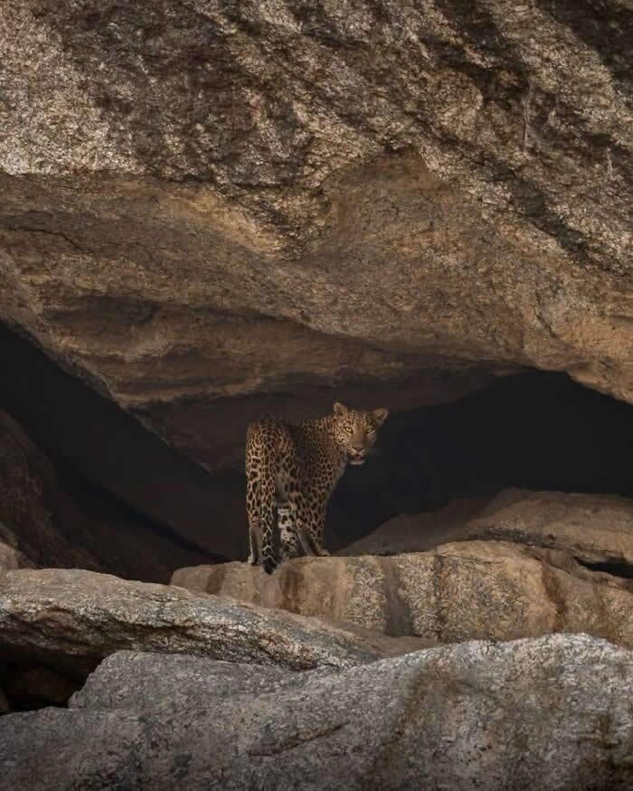 Incredible Wildlife Photography by Vladimir Cech