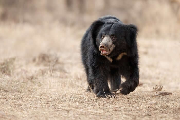 Incredible Wildlife Photography by Vladimir Cech