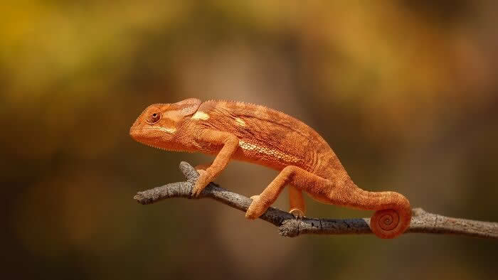 Incredible Wildlife Photography by Vladimir Cech