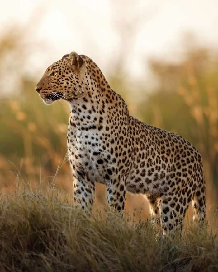 Incredible Wildlife Photography by Vladimir Cech