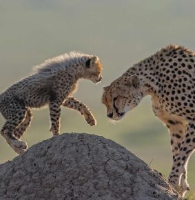 30 Enchanting Wildlife Fine Art Photos by South African Photographer Greg du Toit
