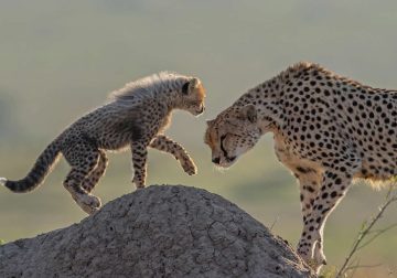 30 Enchanting Wildlife Fine Art Photos by South African Photographer Greg du Toit