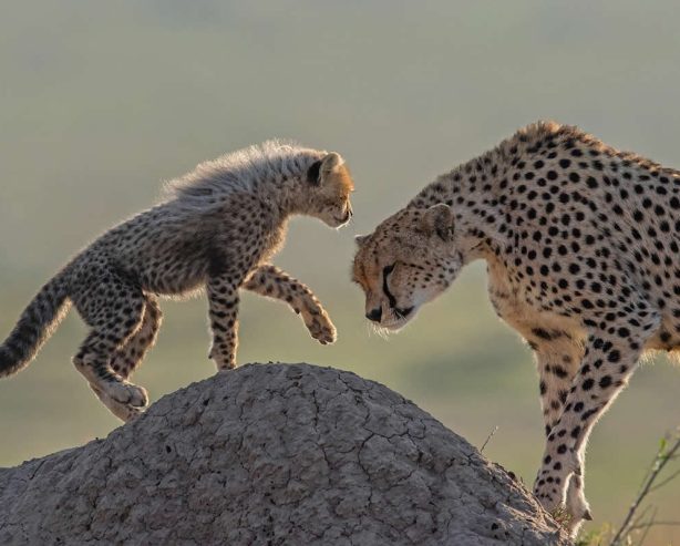 30 Enchanting Wildlife Fine Art Photos by South African Photographer Greg du Toit