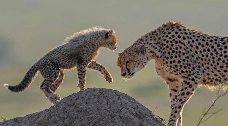 Wildlife Photography by South African Photographer Greg du Toit