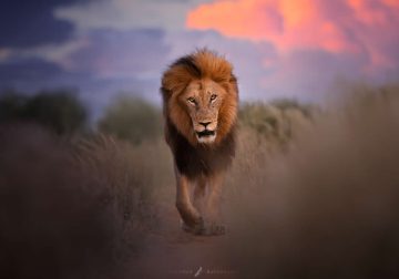 Wildlife Photography by Italian Photographer Michele Bavassano