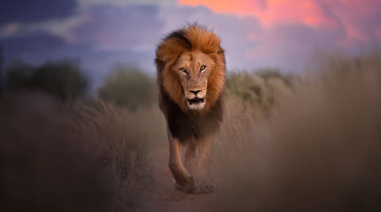 Wildlife Photography by Italian Photographer Michele Bavassano