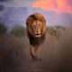 Wildlife Photography by Italian Photographer Michele Bavassano