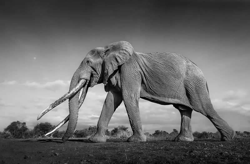 Black and White Winners from the 2025 AAP Magazine Awards