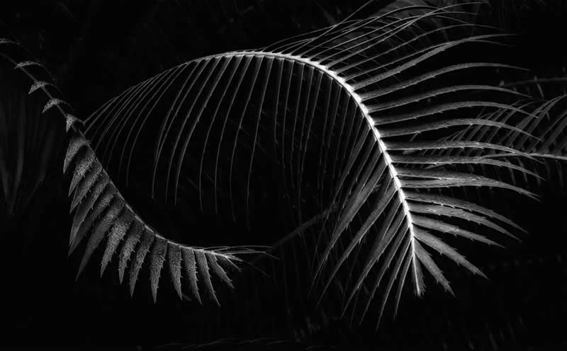 Black and White Winners from the 2025 AAP Magazine Awards