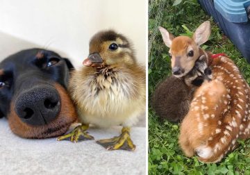 Adorable Animals Showing Friendship Without Borders