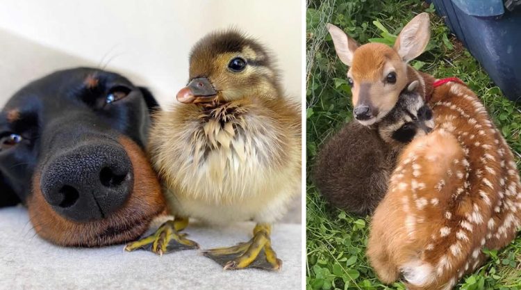 Adorable Animals Showing Friendship Without Borders