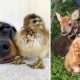 Adorable Animals Showing Friendship Without Borders