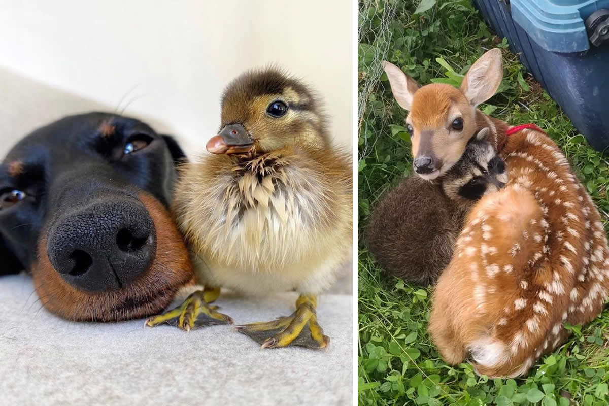 Adorable Animals Showing Friendship Without Borders