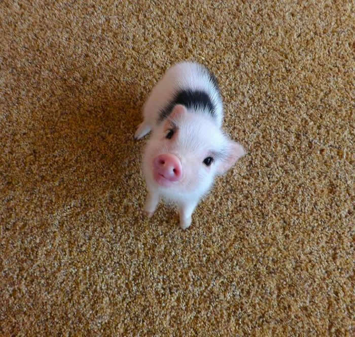 Adorable Baby Animals That Will Melt Your Heart