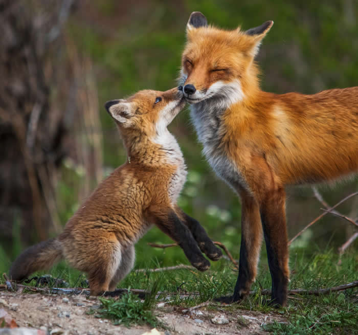 Adorable Baby Animals That Will Melt Your Heart