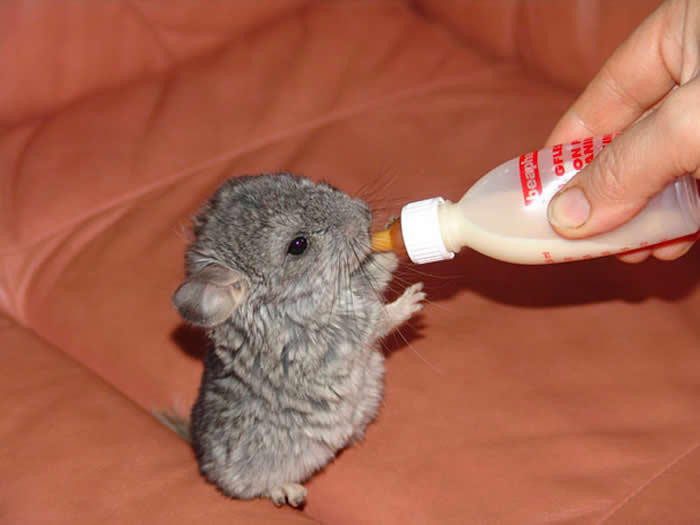 Adorable Baby Animals That Will Melt Your Heart