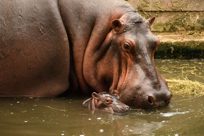 Adorable Baby Animals That Will Melt Your Heart