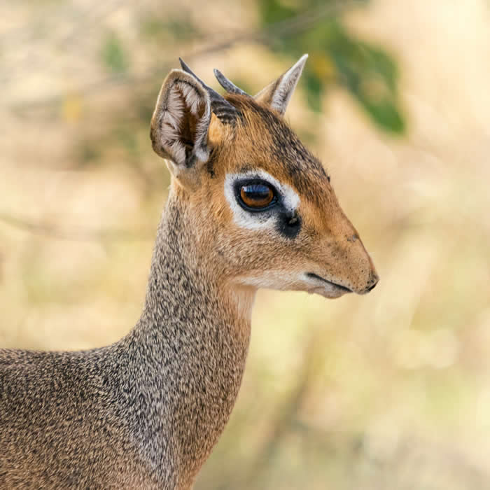 Adorable Baby Animals That Will Melt Your Heart