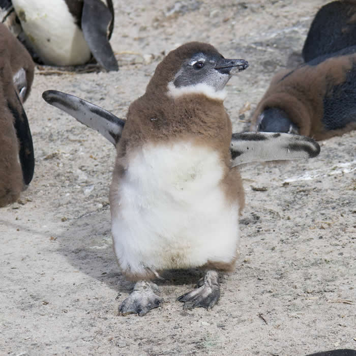 Adorable Baby Animals That Will Melt Your Heart