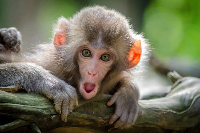 Adorable Baby Animals That Will Melt Your Heart