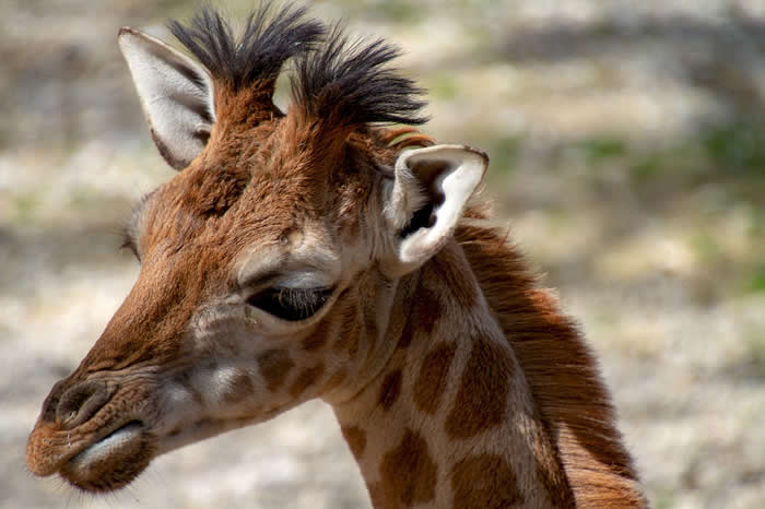 Adorable Baby Animals That Will Melt Your Heart