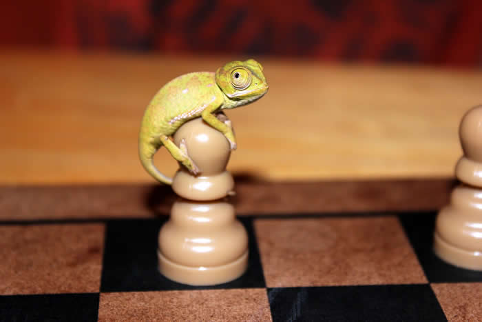 Adorable Baby Animals That Will Melt Your Heart