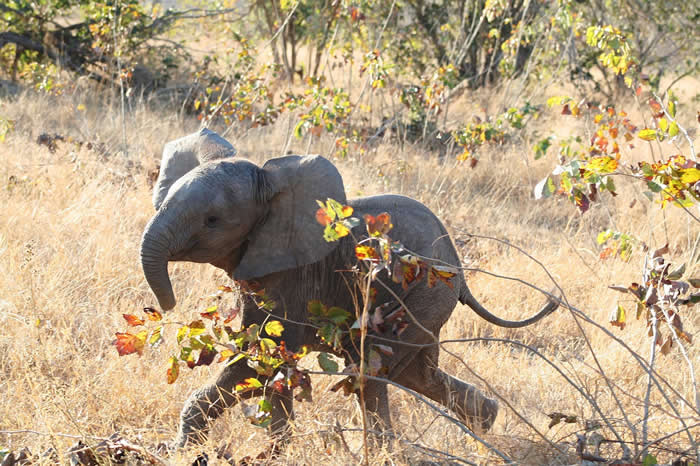 Adorable Baby Animals That Will Melt Your Heart