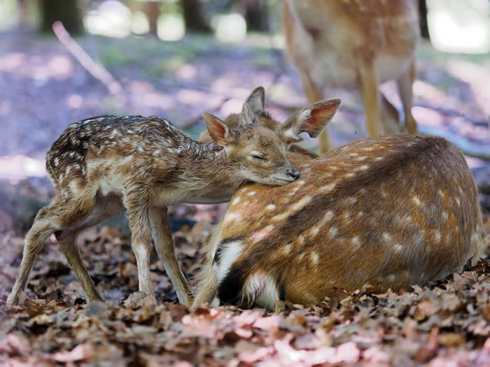 Adorable Baby Animals That Will Melt Your Heart