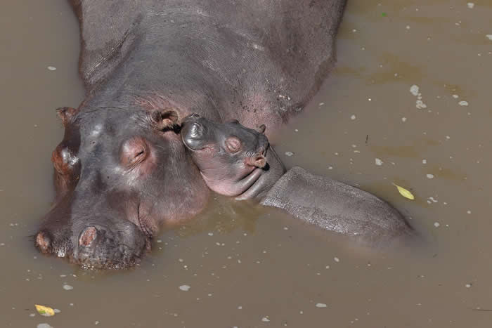 Adorable Baby Animals That Will Melt Your Heart