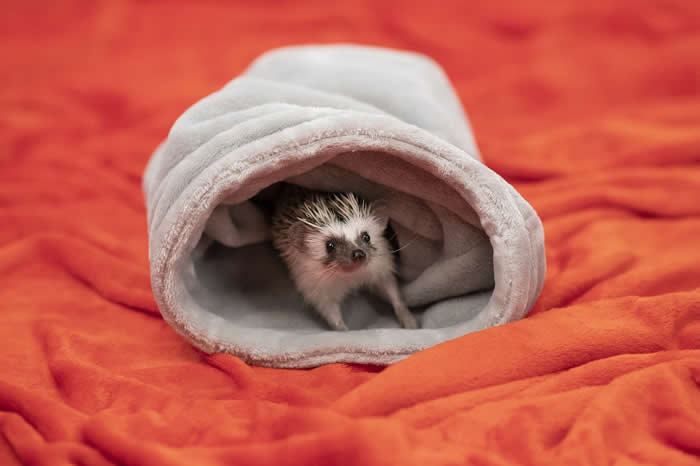 Adorable Baby Animals That Will Melt Your Heart