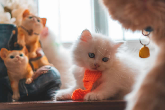 Adorable Baby Animals That Will Melt Your Heart