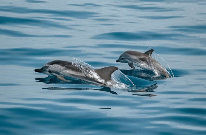 Adorable Baby Animals That Will Melt Your Heart