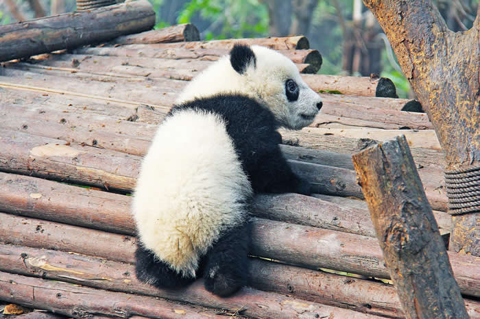 Adorable Baby Animals That Will Melt Your Heart